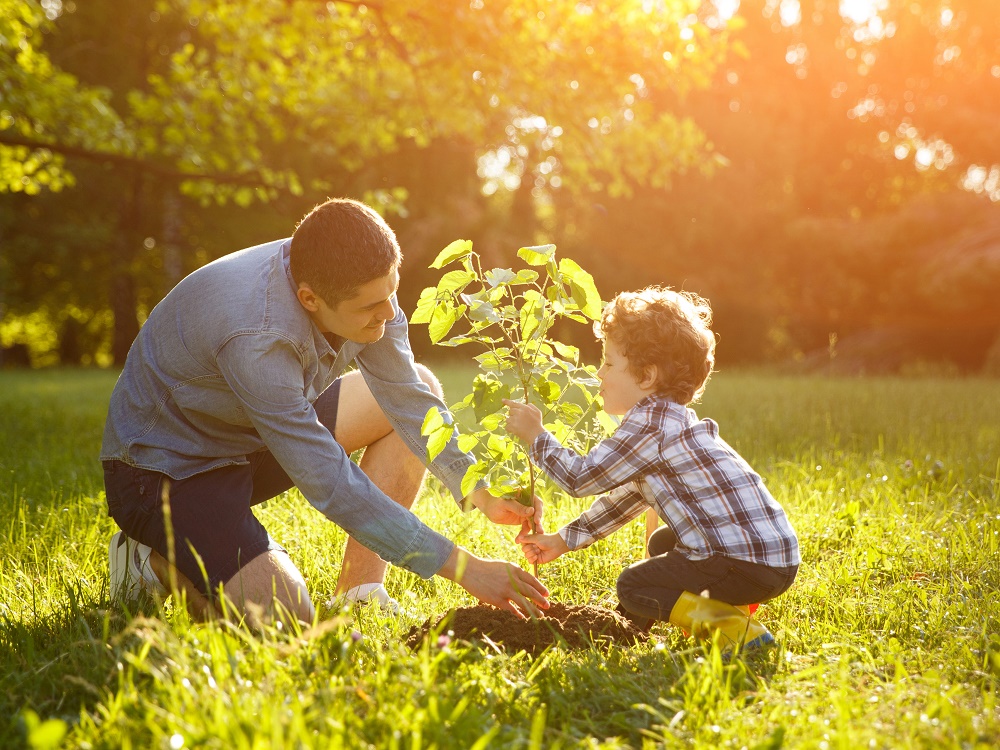 Father and son setting plant