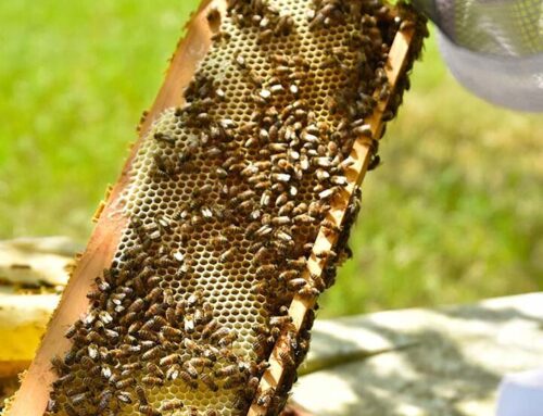 Asiatische Hornisse: Unsere Honigbienen brauchen unsere Hilfe